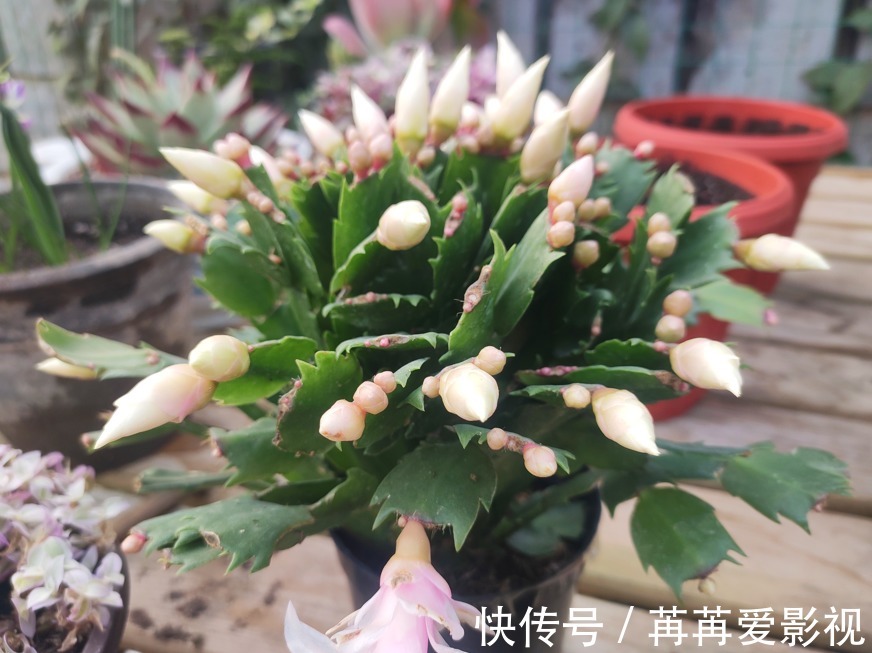 蟹爪兰|去年的蟹爪兰一个花苞没长,只需3步操作,花苞“蹭蹭冒”