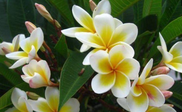 3款花卉,一开就是300多天,全年花开芳香四溢