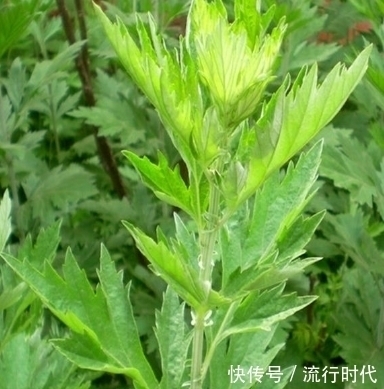 此物|艾叶不能与此物一起食用,却有很多人还不清楚,记得告诉身边人