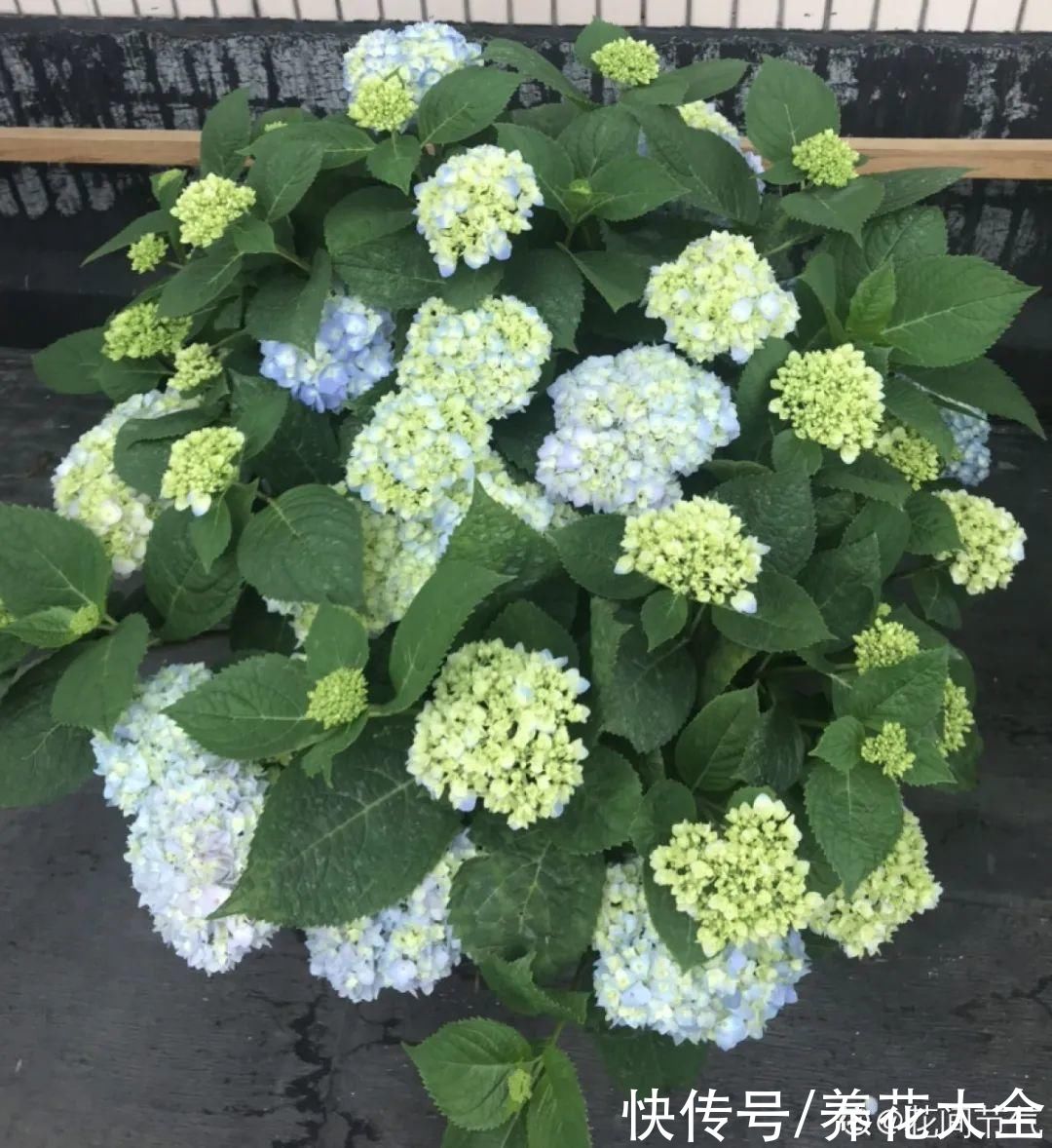 夏天怕晒的花，赶紧搬到阴凉地儿，再晒成枯杆了