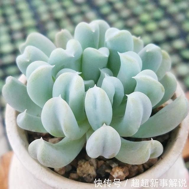 品种|史上最全的莲座状多肉植物大全(上)