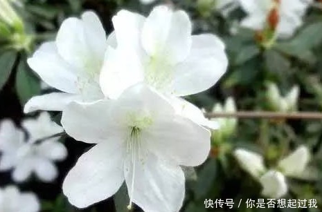 家养杜鹃花总是难开花,学会这三个小技巧,轻松花开爆满盆