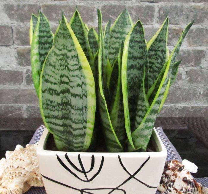 卫生间放这3种“花”,耐阴除臭还杀菌,轻松告别厕所异味