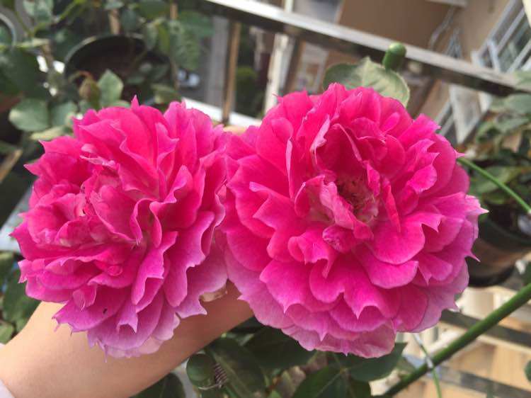 此款花草适合新手养殖,不怕热不怕冷,不用管反而长得旺!