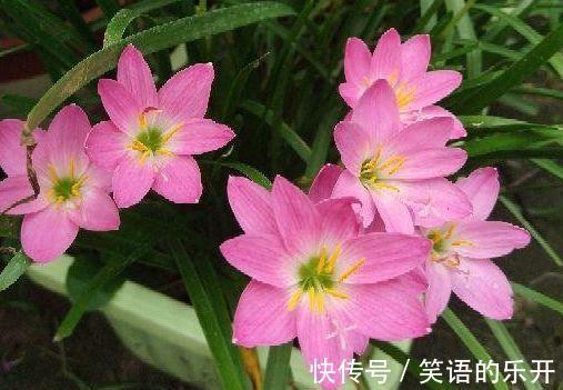 农历10月初7立冬后,养什么花?以下3种花,三阳开泰如意平安