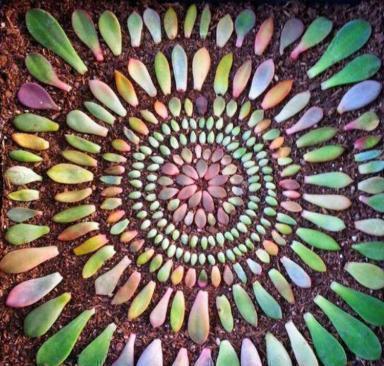 多肉植物|多肉叶插有“新招”,生根成活快,再也不化水,养出状态美美的