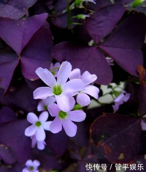 花儿|好养、好美的“4种花”,种下就活,连年开花,能养一辈子