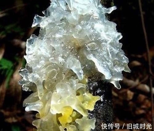 桃胶|皱纹最怕这几种食物,女人每天吃一点,让你的皮肤紧致富有弹性