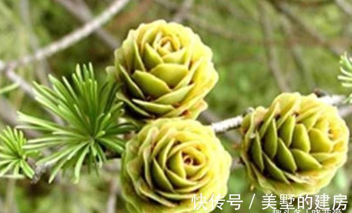 寓意|9种“带钱花”,家里养一盆,寓意财源滚滚来,最后2种你见吗?
