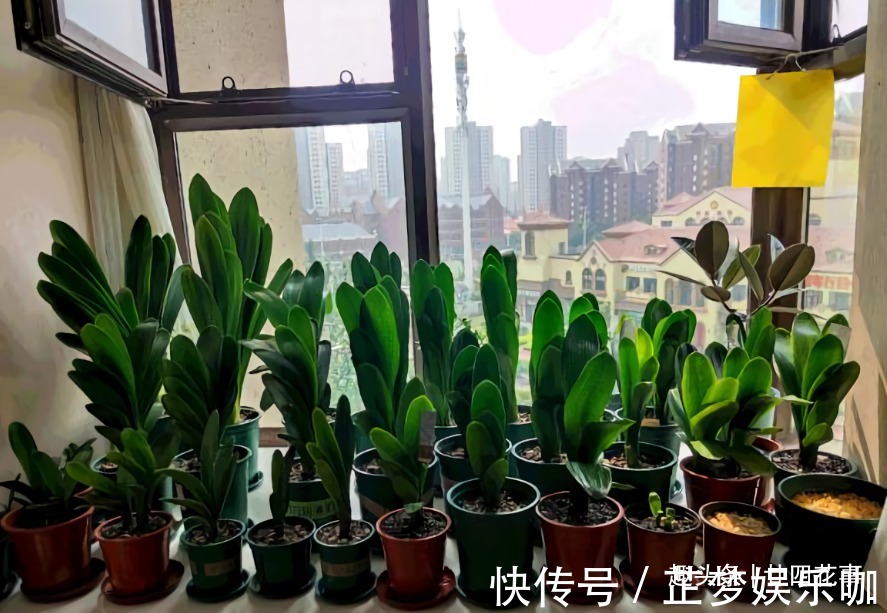 光照|入冬后养君子兰,摆放位置很关键,室内“4不摆”,牢记莫犯错