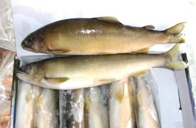 淡水鱼之王，肉质清香肥美，一斤卖54元，可以养殖吗