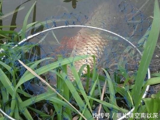 维生素b2|拜拜了蚯蚓,“玉米加它”是钓鱼的关键,只要2勺,鱼获瞬间翻5倍!