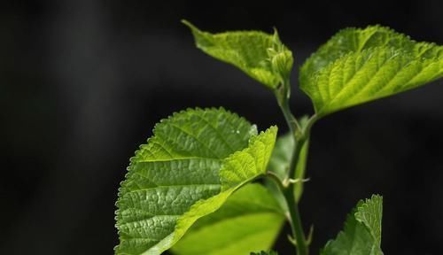 泡水|一旦检查出糖尿病,坚持用“它”泡水喝,血糖或许悄悄降下去