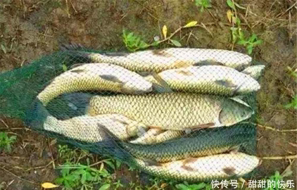 不同鱼类咬钩，浮漂动作为何不同？出现哪些漂相时，中鱼率最高？