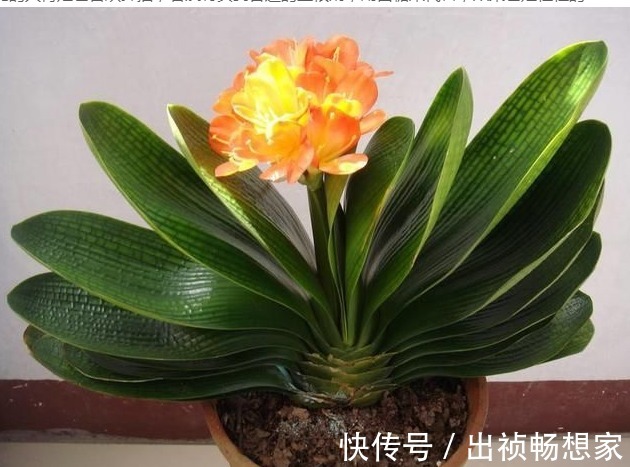 养花肥难找原来白糖才是最好有肥料，从此不用买高价花肥了