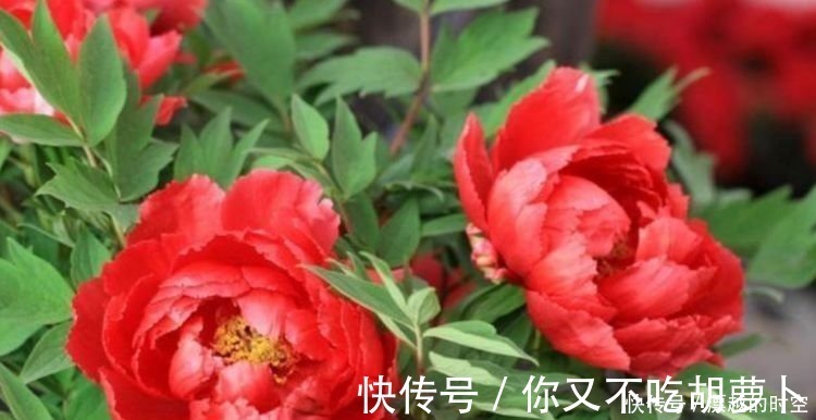 财运|4种花养家里，事业蒸蒸日上，从年头旺到年尾，红火财运到！