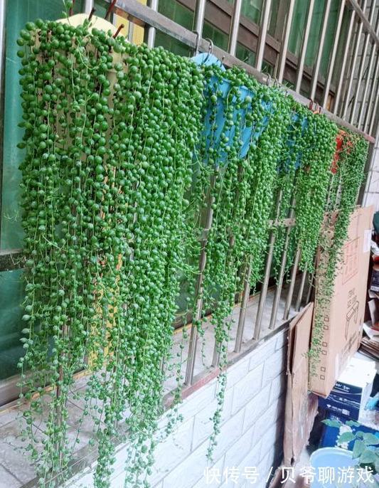 常春藤|9种流行“网红花”,挂起来更漂亮,串串花墙,垂下2米长