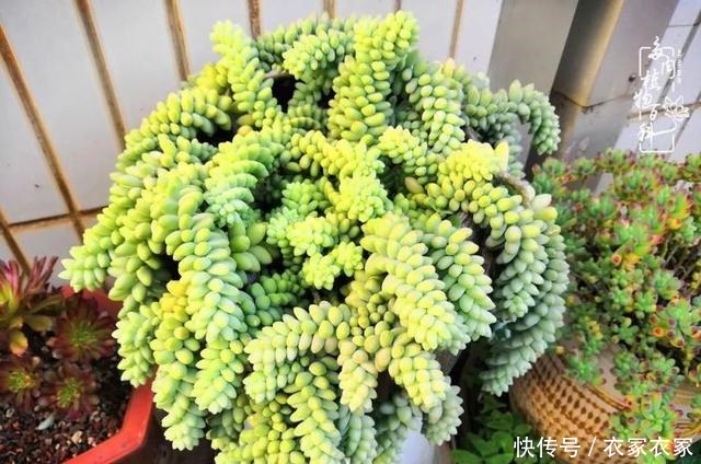 如何让多肉变美看看我是如何宠它们的!如何让多肉变美看看我是如何宠它们的!