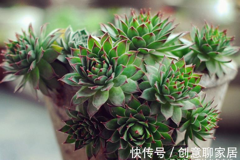 主头|多肉观音莲分不分公母？我养的观音莲一直不爆崽，很怀疑它的性别