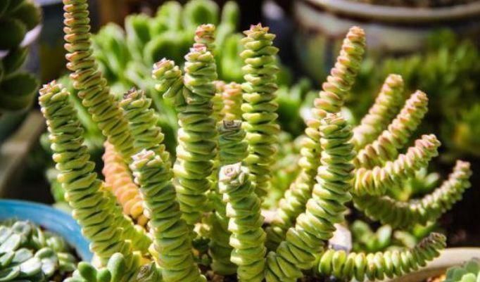 总爱给花浇水那就养这4种花,不怕浇,还越浇越旺