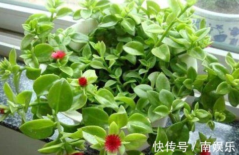 3种多肉“吊兰”,漂亮又好养,一年能开300多天,开成瀑布,特美