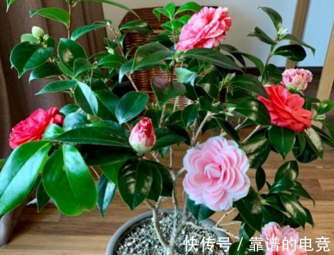 家里养的花卉植物为什么会生病虫害，4个方法帮你解决