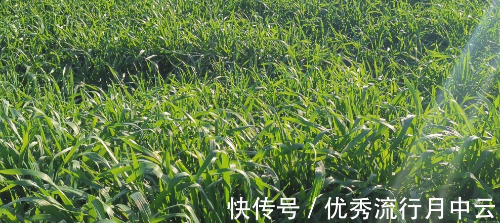 蒸菜|农村的这些野菜,你挖过么!