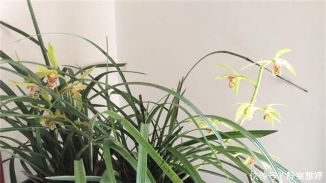 黄豆|兰花爱吃这2种“粉”,什么黄豆水、过期药都不如它,效果出奇好