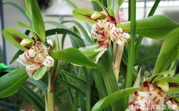 大色|4种自带“体香”的花，花大色艳香气足，阳台养一盆，人人闻香气