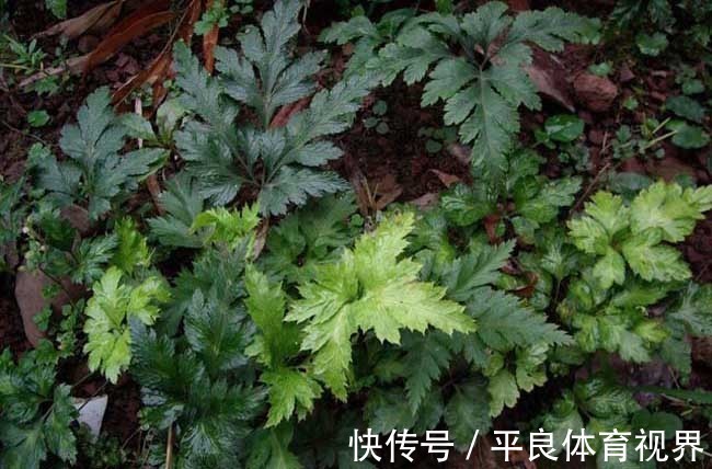 阳气|失眠多梦者的福音!2味药的清代名方,让你倒头入睡,一觉到天亮