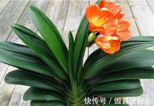 土壤|养花达人透露5种花别买!内藏“猫腻”,老板不会告诉你