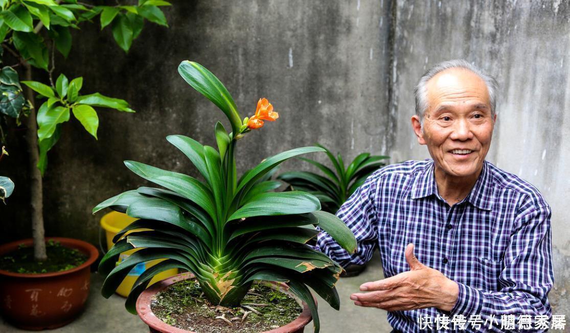 护根|养君子兰要先养好根,三种东西养根又护根,多年经验积累