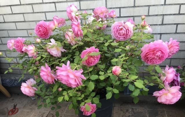 君子兰|养了9年花草,才知道家家都有的“2种”废物,正确使用,养啥旺啥