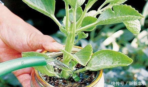 花快死了别着急仍,学会这几种方法,能让植物起死回生,各个爆盆