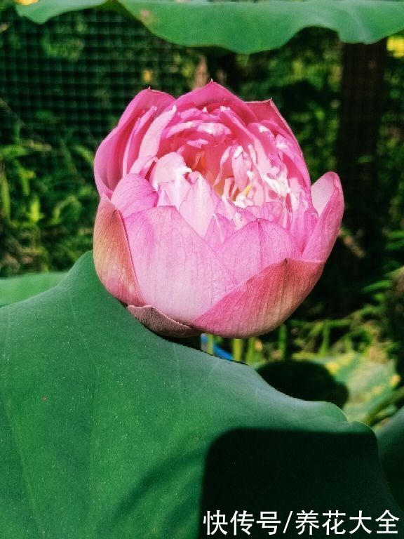 在家养盆护“迷你花”，花朵只有手心大，越养越喜欢