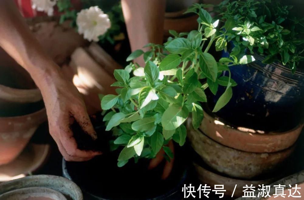 家有烧完的香灰?用途太赞了,现在清楚为时不晚,回家找出来