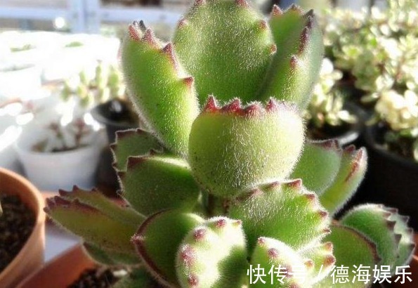 熊童子养了2年也“不见长”，平时肯定舍不得给“它”浇水施肥