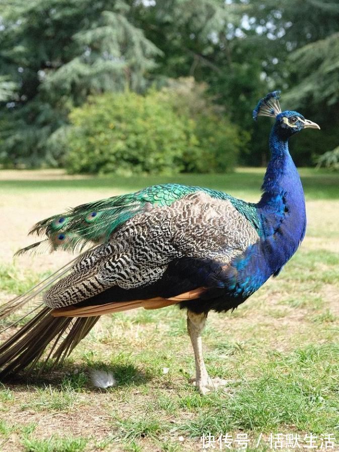 饼干|美到舍不得吃！甜品师手作花砖饼干，救救老夫的少女心！