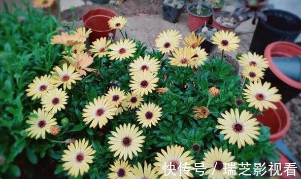 养花缺少生根水怎么办？自己这样制作，安全环保、效果好！