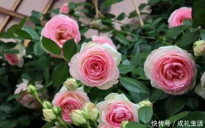 沙漠玫瑰沙漠玫瑰|5种花懒人花，好养易活不易生病，有阳光就爆盆