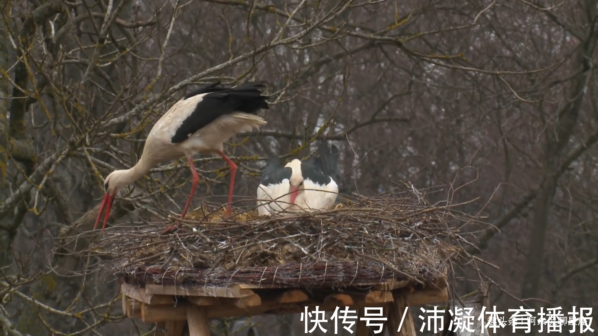 鸳鸯|下月初，这几月的人，鸳鸯唤醒，再次踏入旧缘，余生不分离