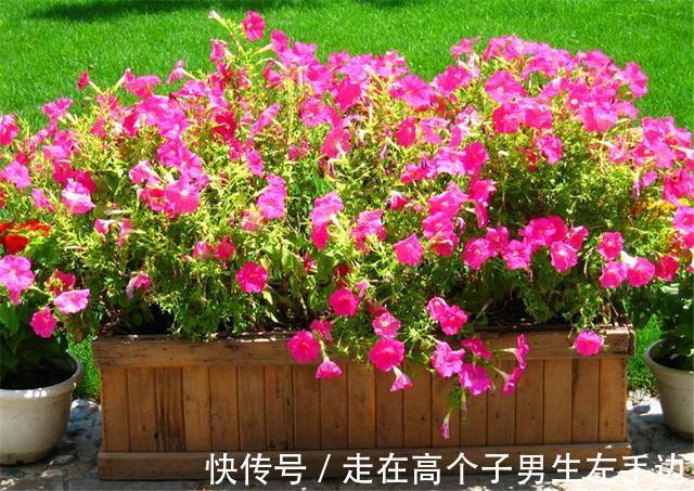 6种最喜欢太阳的家庭盆栽,5种都是开花机器,爆盆简单四季常开