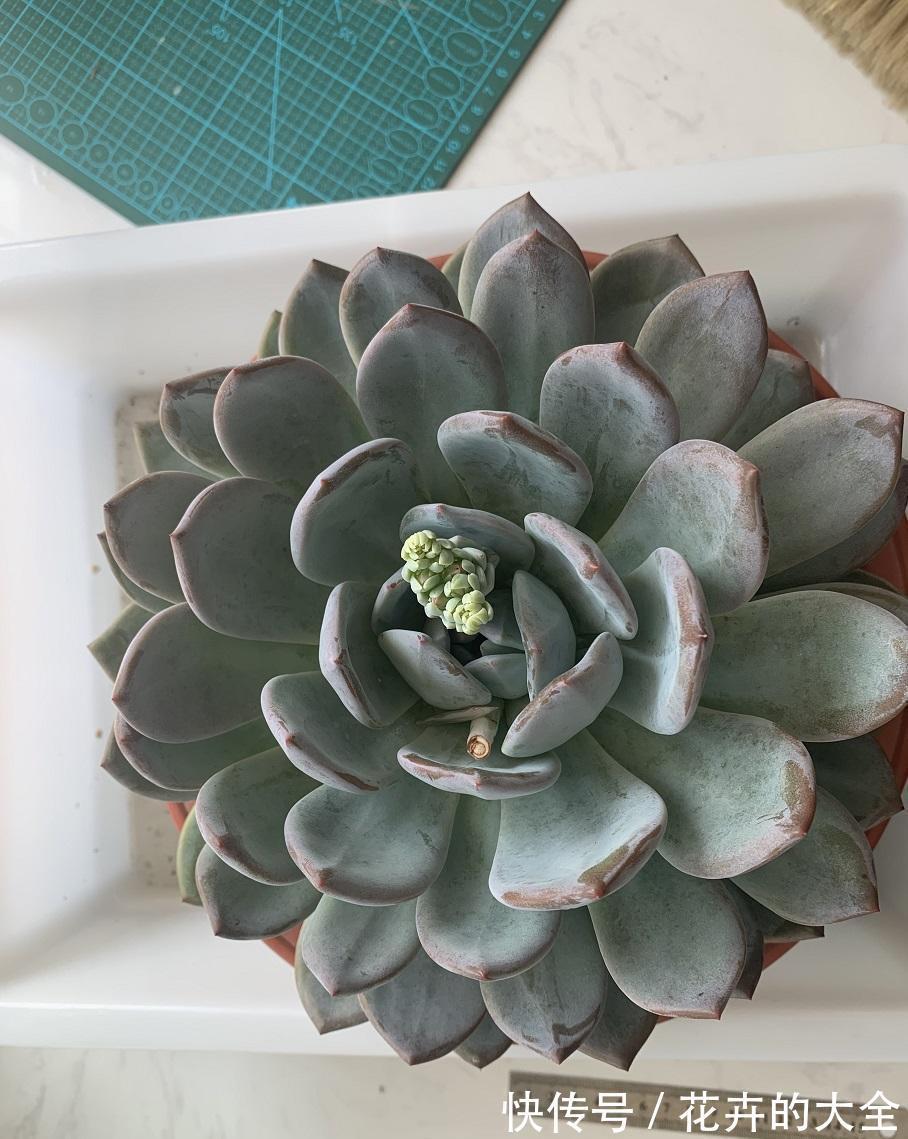 栽种|让多肉长得更大，换成大盆，用纯的泥炭土栽种，4个月就长大