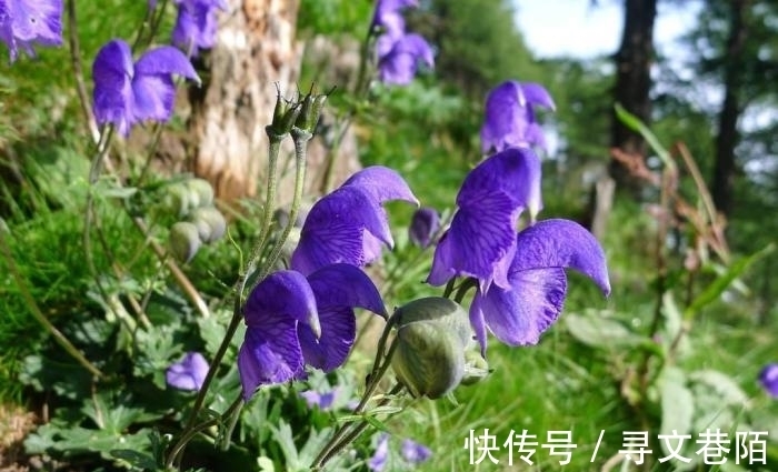 关公刮骨疗伤就是中了它的毒,山上很常见,遇到需谨慎!