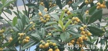 夜盲|农村人都在吃的野菜 可治疗老人痴呆症 目赤 夜盲