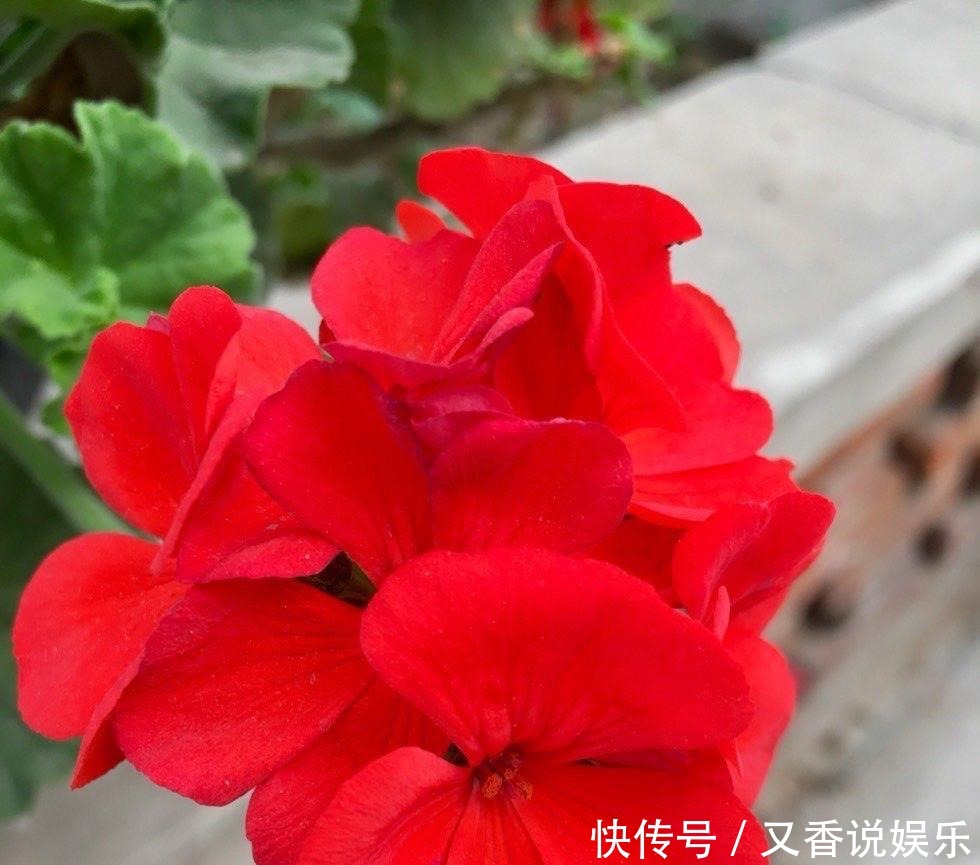 开花|这“4种花”,一年四季开花,非常好养活,非常“爱开花”