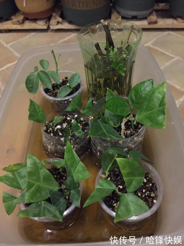 到了秋天只能扦插这4种花，剪根枝条能生根，来年开花香满屋
