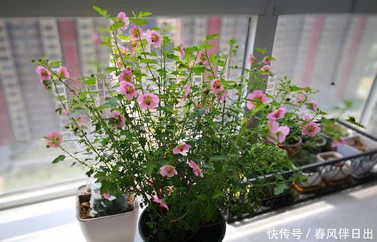 养花就养这几款,全年开花不停,漂亮花期长,花香飘满屋