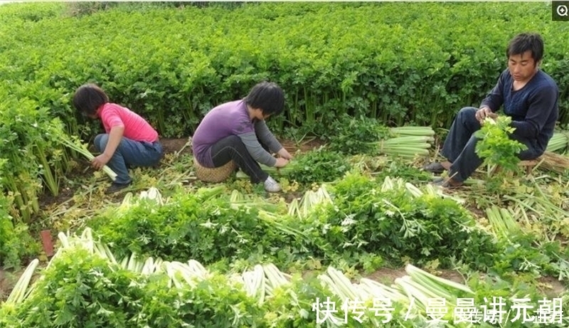 芹菜杆|价格连跌3个月，产地一斤5毛钱，叶子吃不吃不用争了