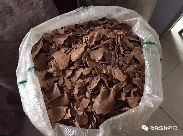 盆里埋几粒花生,叶子浓绿开花多,半年都不用施肥了!